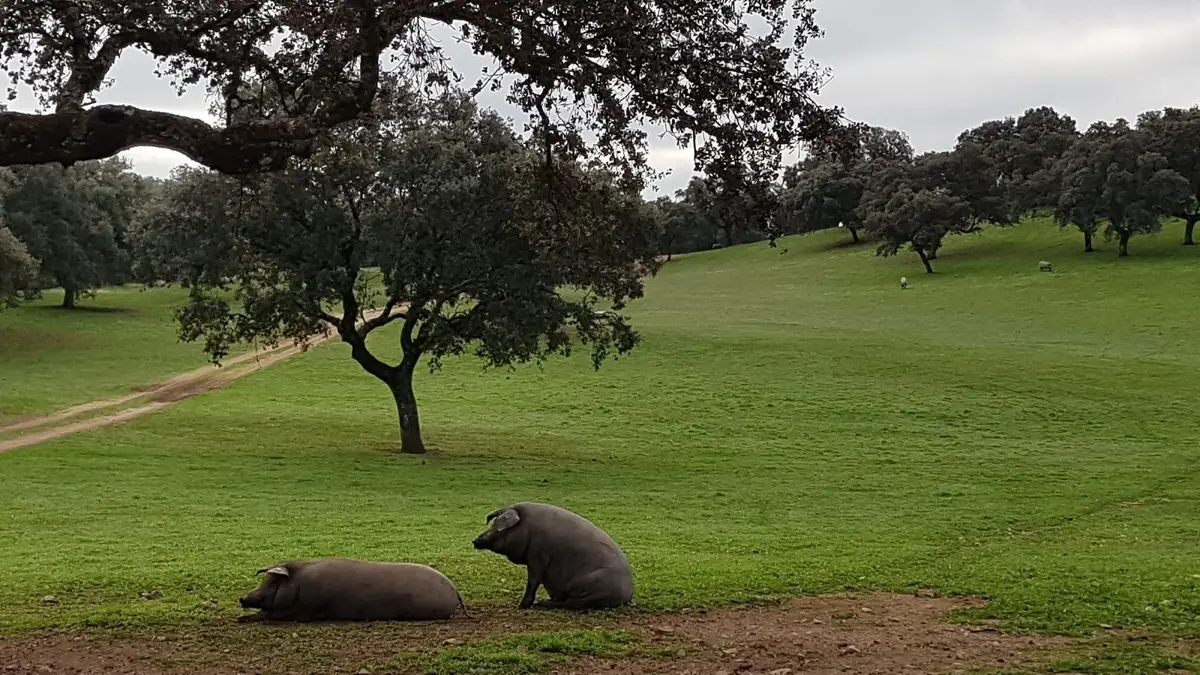 Dos cerdos ibéricos descansan en una pradera de dehesa con encinas al fondo