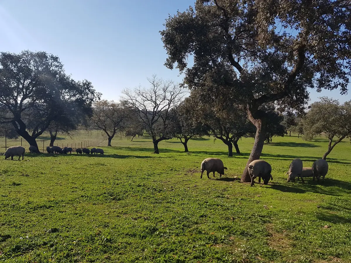 Cerdos ibéricos dispersos en una dehesa abierta de encinas en invierno