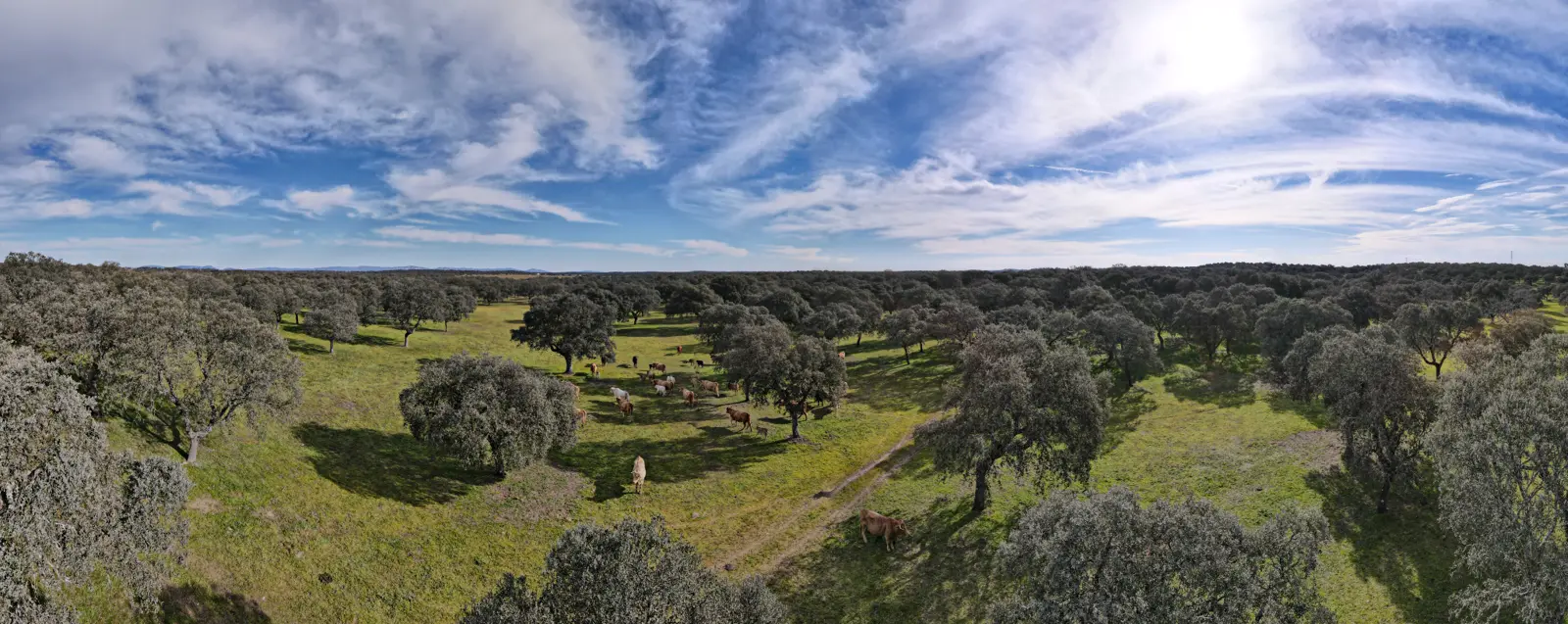 Vista aérea de una dehesa de encinas con ganado pastando, en el Valle de los Pedroches